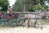 12Dec26-Streefkerk_Donkeys