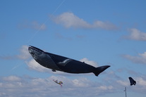 15Aug16-Googong Kite Festival