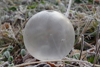 15Jun06-Frosty Morning Bubbles