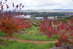 21May10-Autumn Colors at Arboretum