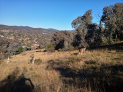 21May30-Fadden Ridge walk