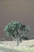 Bushfire_Tree-21Jan03