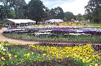 Floriade vista in Canberra